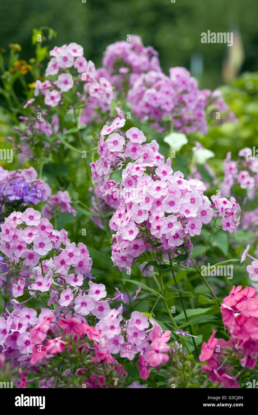 Phlox nel giardino la patch Foto Stock