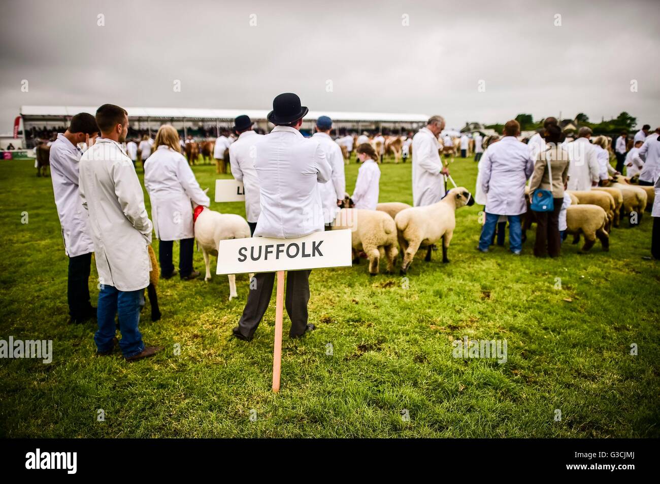 Gli uomini e le donne di usura camici bianchi come essi mostrano il loro premio capi di bestiame dell'anello principale al giorno due presso il Royal Cornwall Show, St Albans, Cornwall. Foto Stock