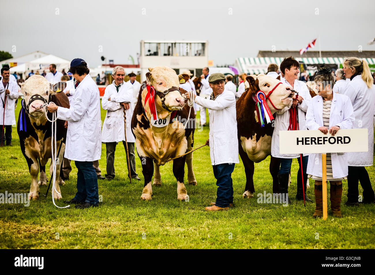 Gli uomini e le donne di usura camici bianchi come essi mostrano il loro premio tori nell'anello principale al giorno due presso il Royal Cornwall Show, St Albans, Cornwall. Foto Stock