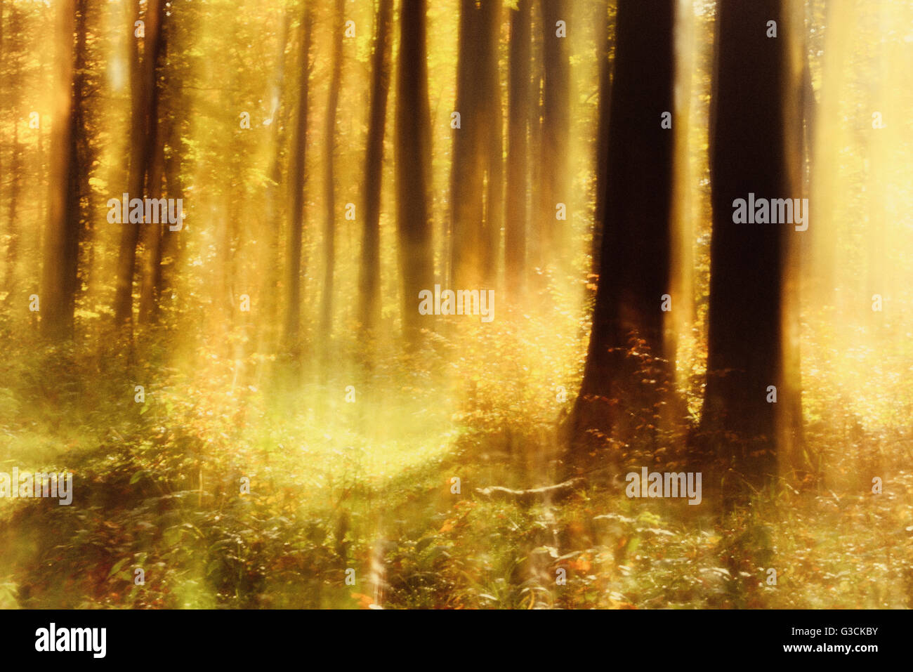 Sunny bosco di latifoglie in pieno i colori autunnali, abstract studio [M], grana di pellicola visibile Foto Stock