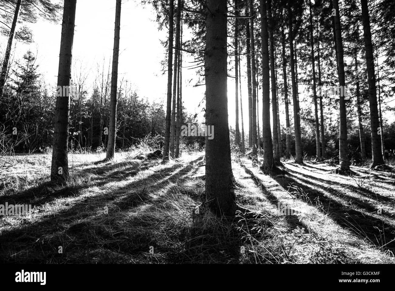 Fotografie di foresta con luce naturale, b/w Foto Stock
