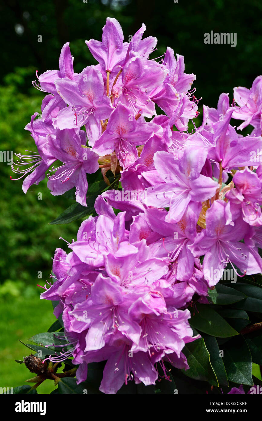 Germania, Brema, parco, rododendro park, Foto Stock
