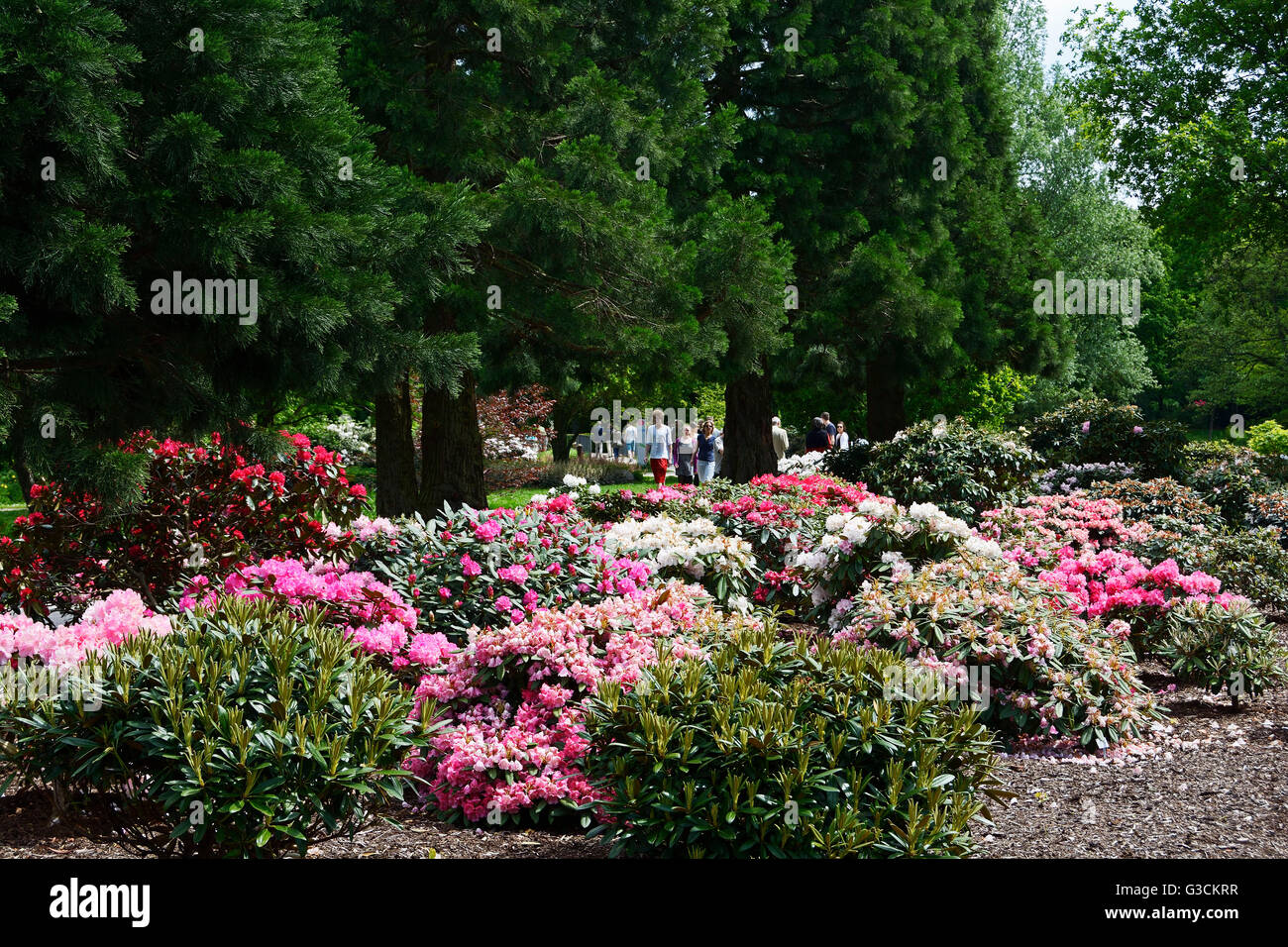 Germania, Brema, parco, rododendro park, Foto Stock