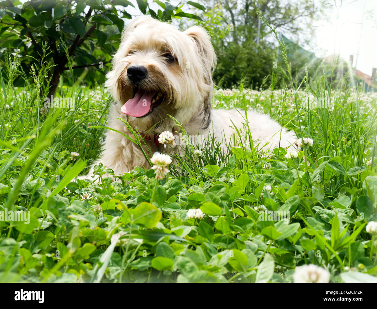 Happy dog in erba Foto Stock