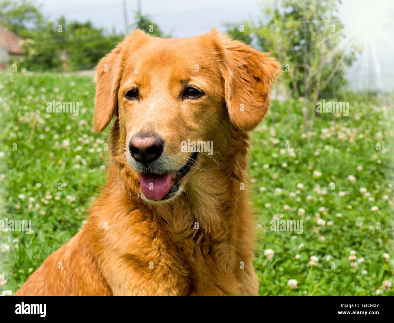 cane felice Foto Stock