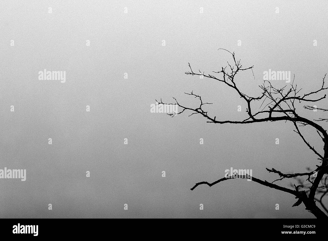 Ramoscelli e rami nella nebbia Foto Stock