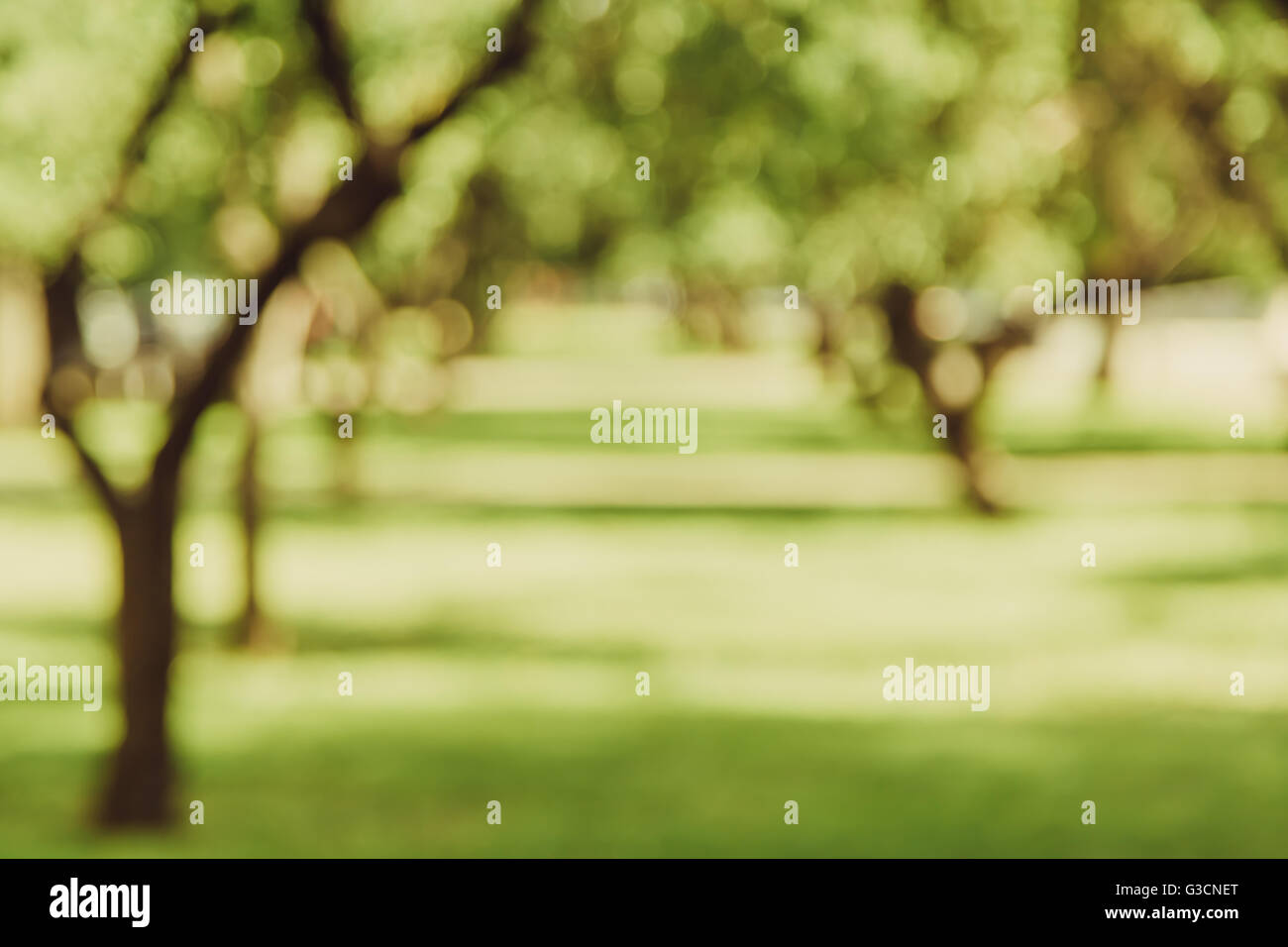 Giardino alley bokeh sfondo, lens blur Foto Stock