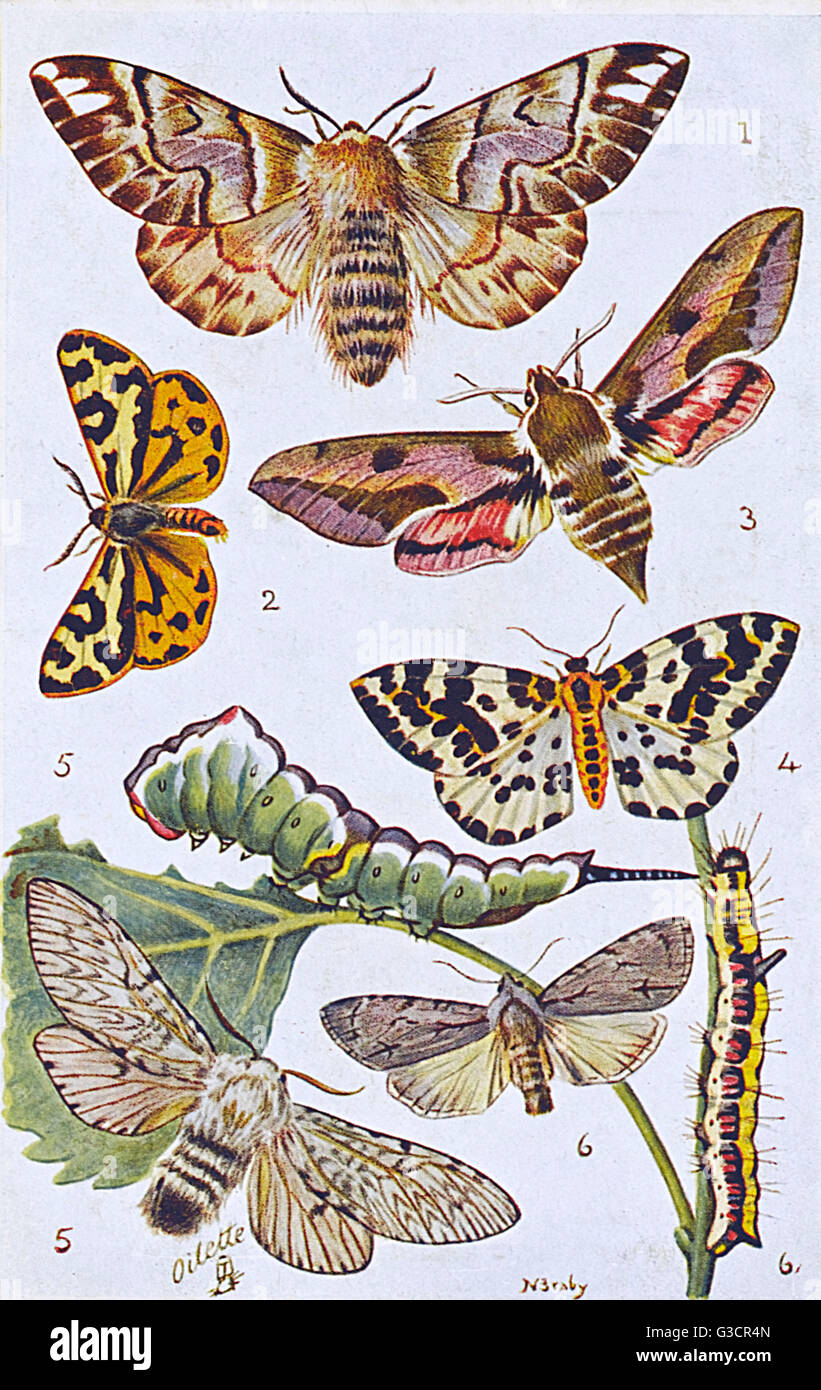 British Moths e Caterpillars - varie Foto Stock