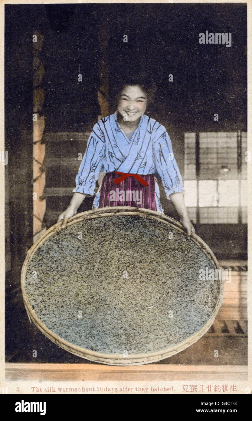 Giappone - industria della seta - bachi da seta 20 giorni dopo la schiusa Foto Stock