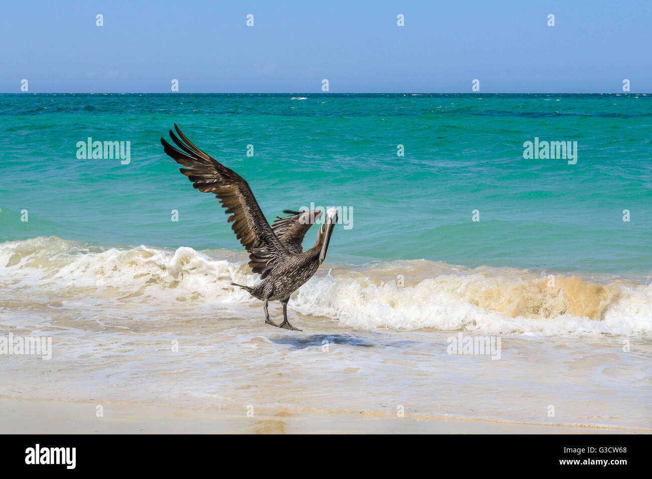 Giamaica Natura e paesaggio Foto Stock