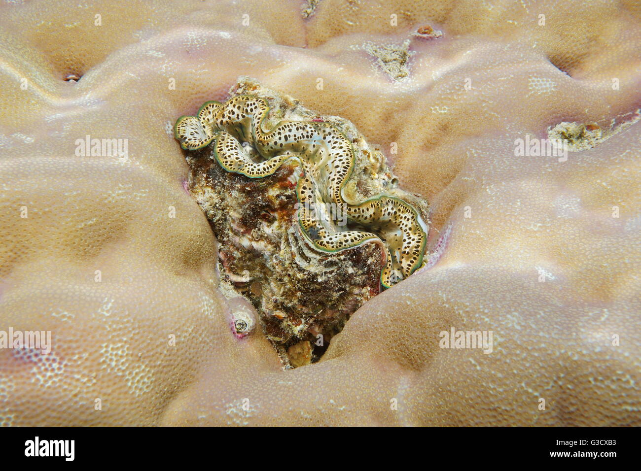 Un marine mollusco bivalve maxima clam Tridacna maxima, incrostato in corallo, oceano pacifico, Tahiti, Polinesia Francese Foto Stock