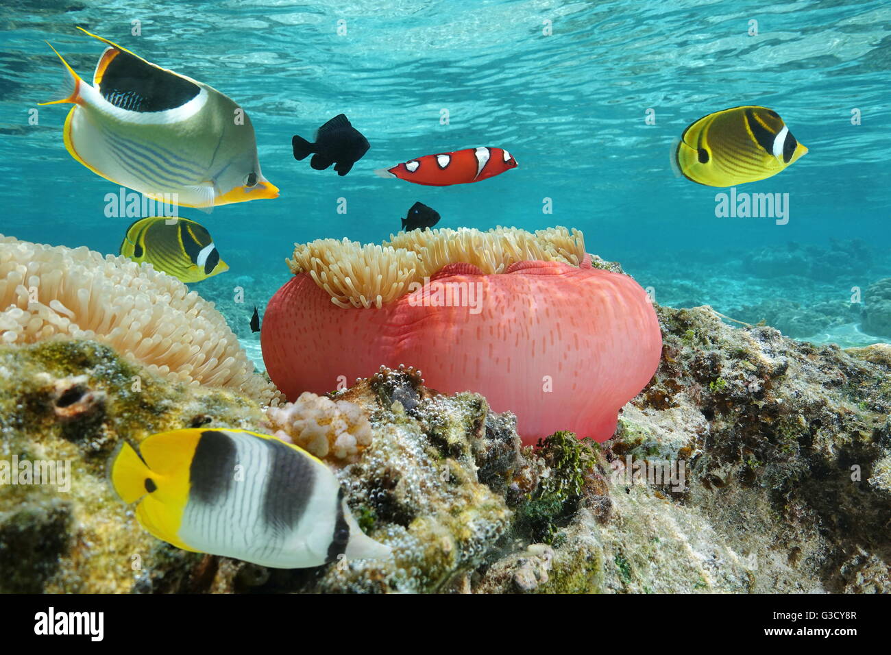 Pesci colorati con un anemone marittimo sott'acqua in laguna, oceano pacifico, Polinesia Francese Foto Stock