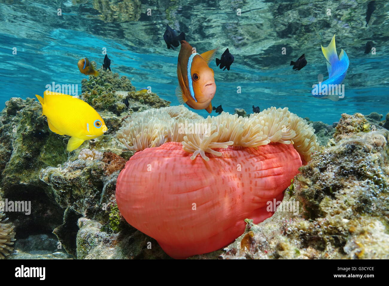 Colorati pesci tropicali con una magnifica anemone marittimo in acque poco profonde, Bora Bora, oceano pacifico, Polinesia Francese Foto Stock