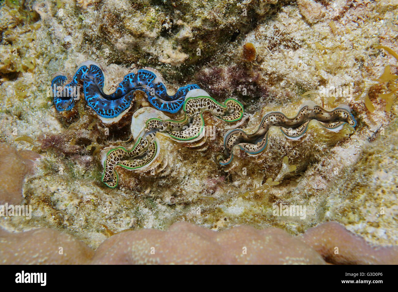 Tre maxima clam Tridacna maxima, con colori diversi, marine mollusco bivalve subacquea, oceano pacifico, Polinesia Francese Foto Stock