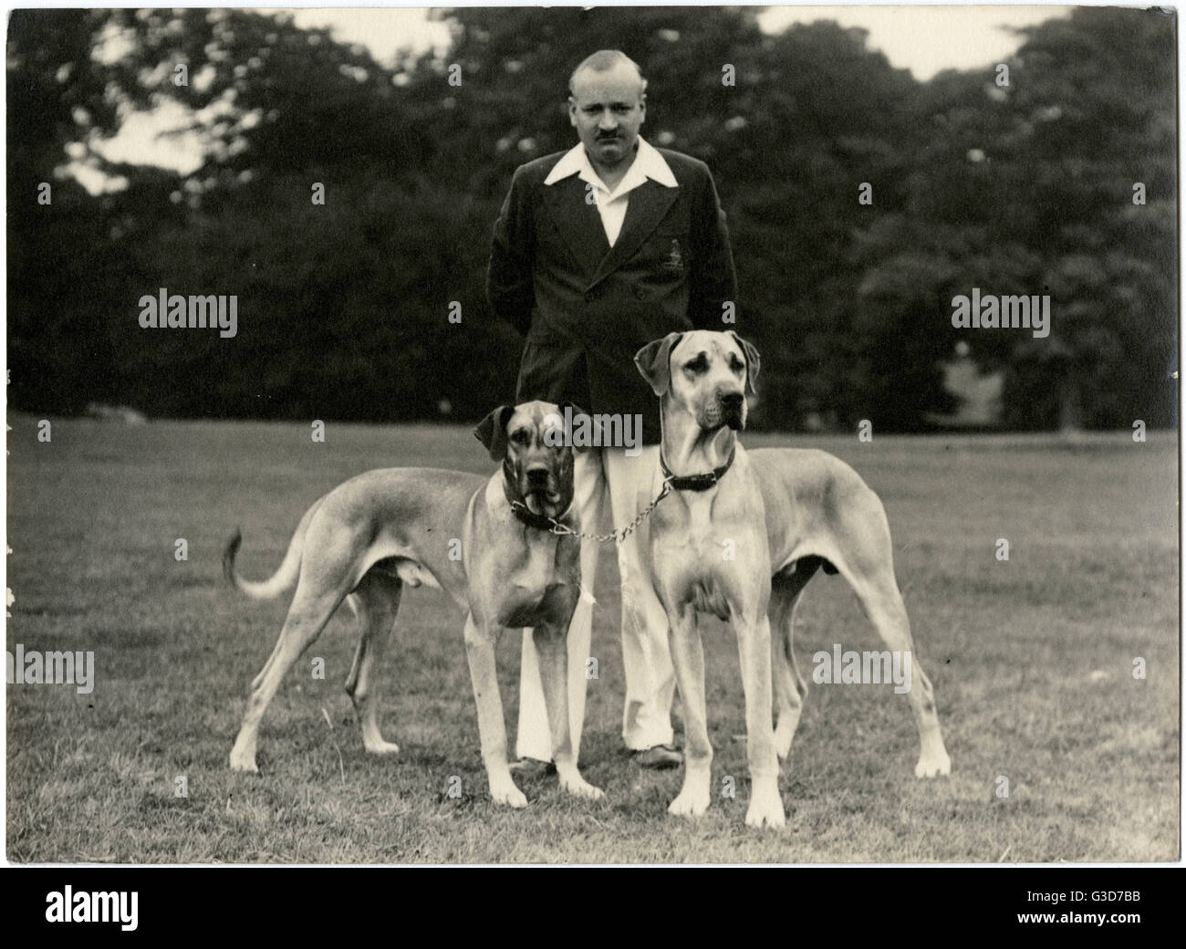 Uomo con due cani Great Dane in un parco Foto Stock