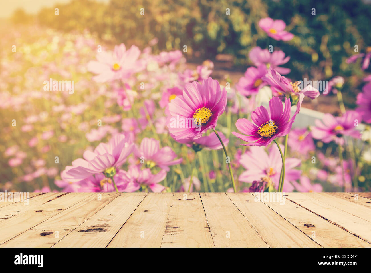 Tavolo in legno e il campo cosmo con la luce del sole. tono vintage foto. Foto Stock