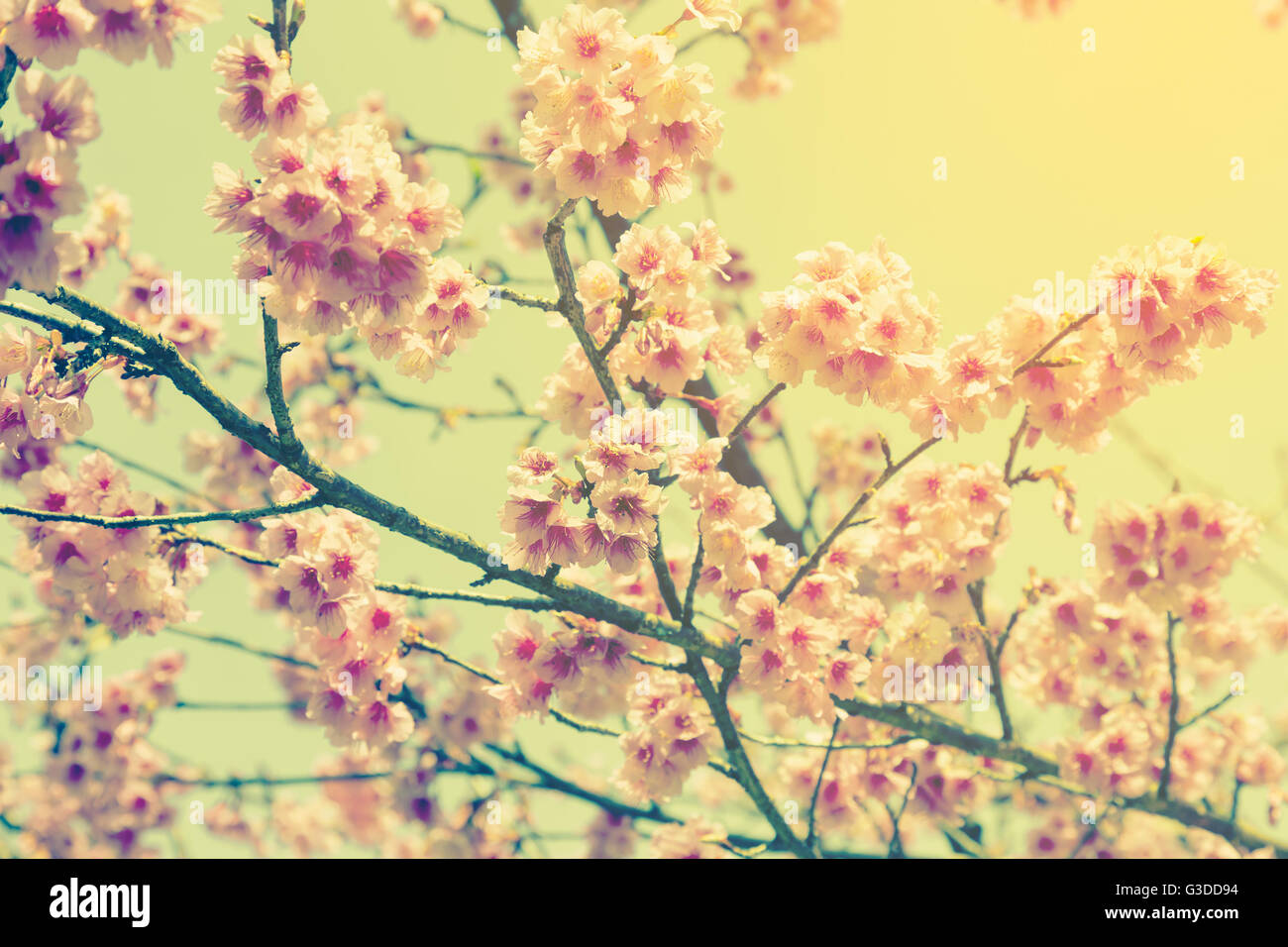 Fiore di Ciliegio vintage e luce morbida per sfondo naturale Foto Stock