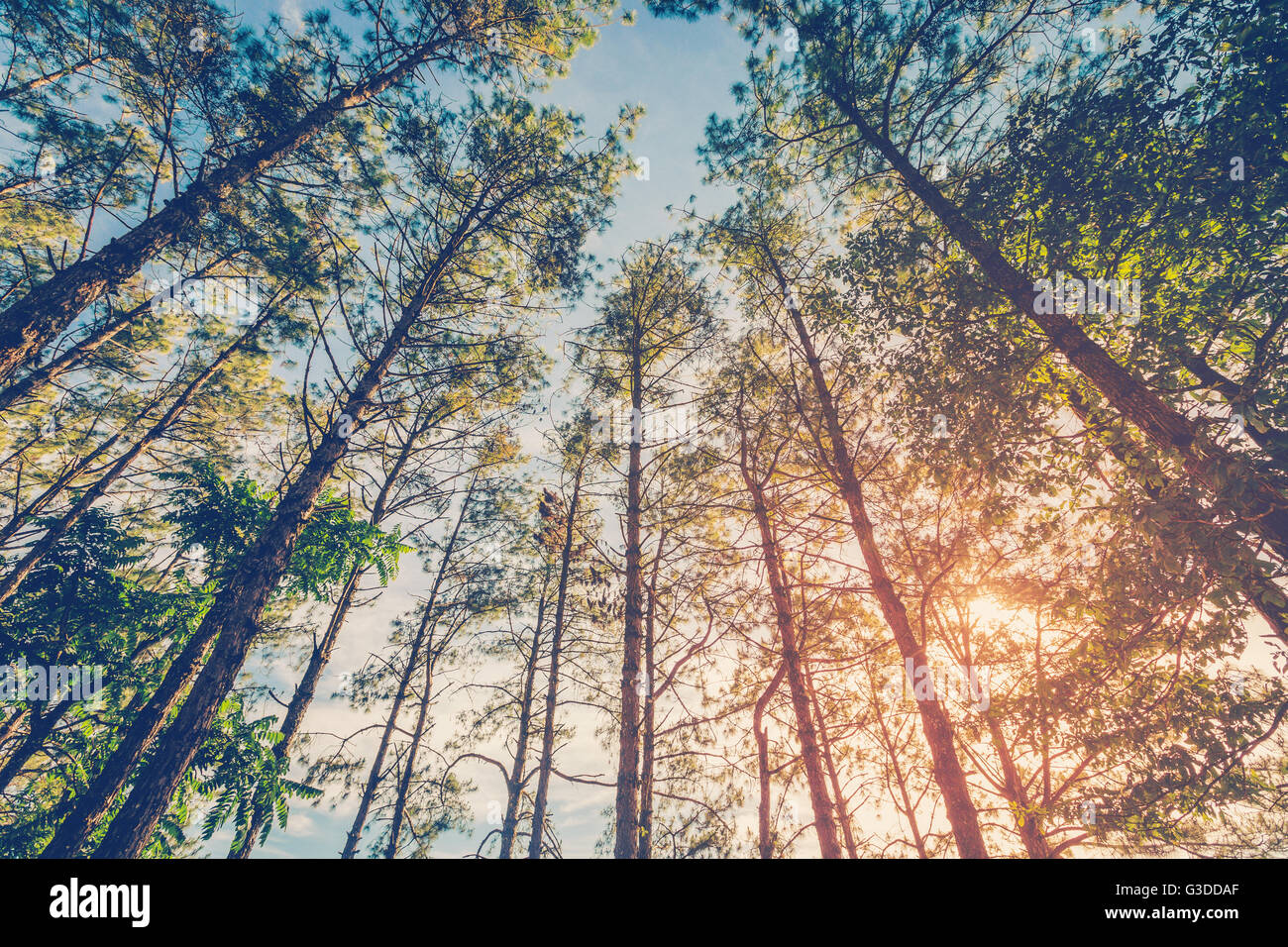 Albero di pino in una foresta naturale di luce solare con tono vintage. Foto Stock