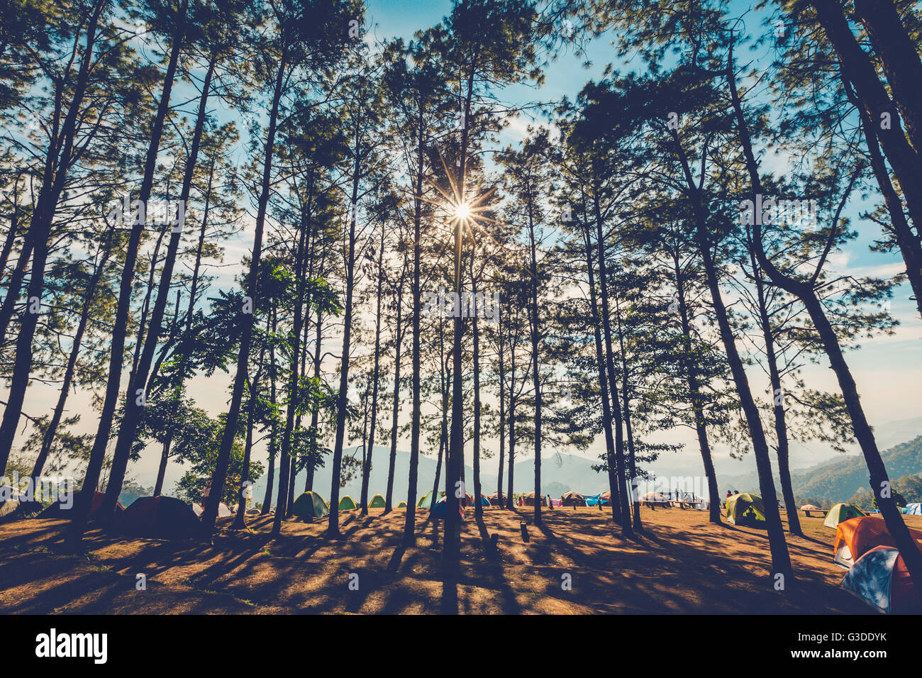 Albero di pino in una foresta naturale di luce solare con tono vintage. Foto Stock
