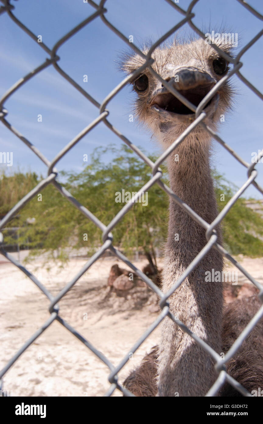 Animale in un zoo negli Stati Uniti Foto Stock