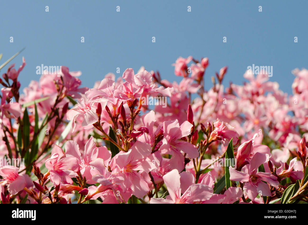 Fiori di oleandro (Nerium oleander). Spagna Foto Stock