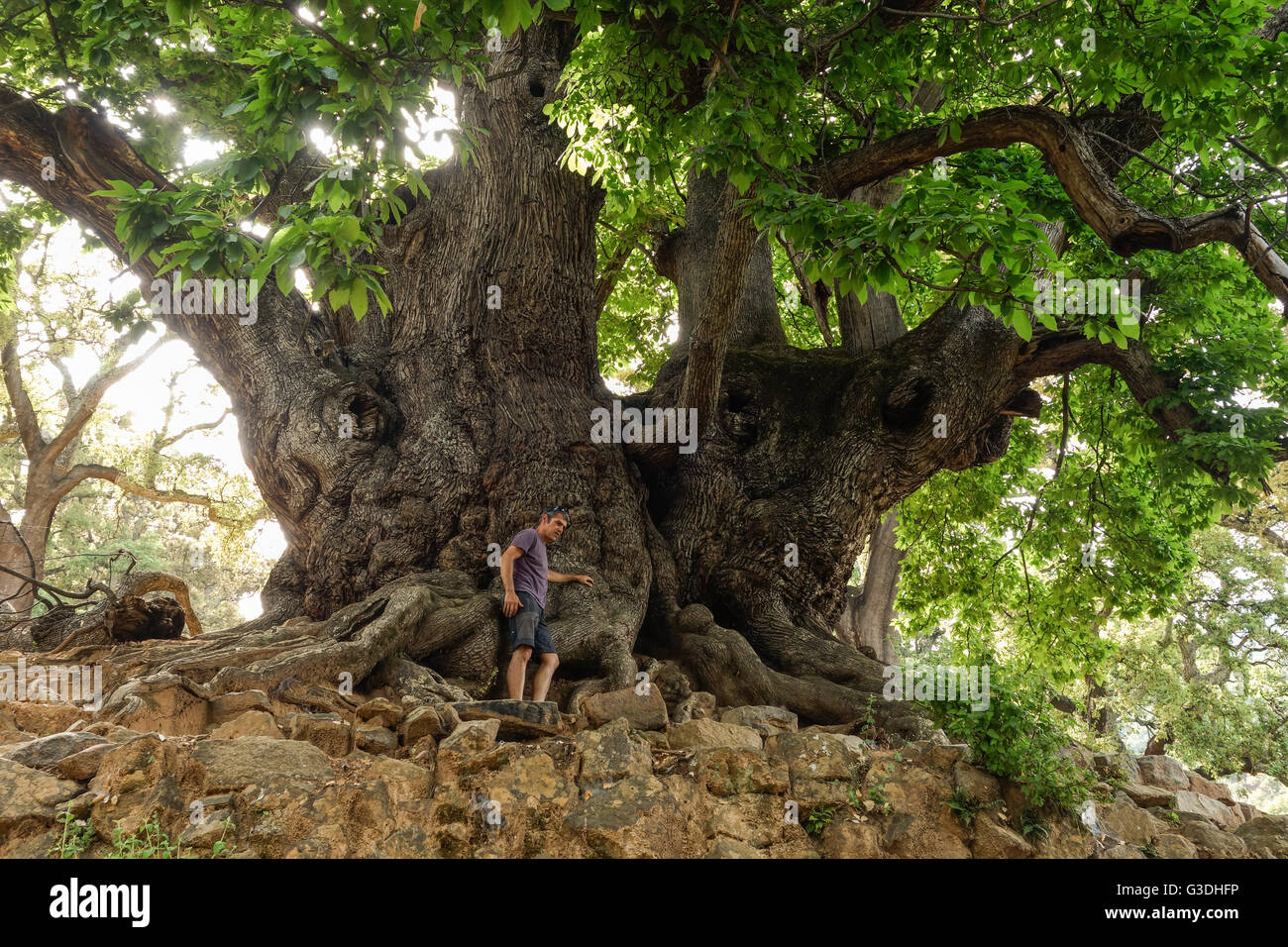 Uomo si arrampica su antiche 1000 anni il castagno nella Sierra de las Nieves riserva. estate, Andalusia Spagna. Foto Stock