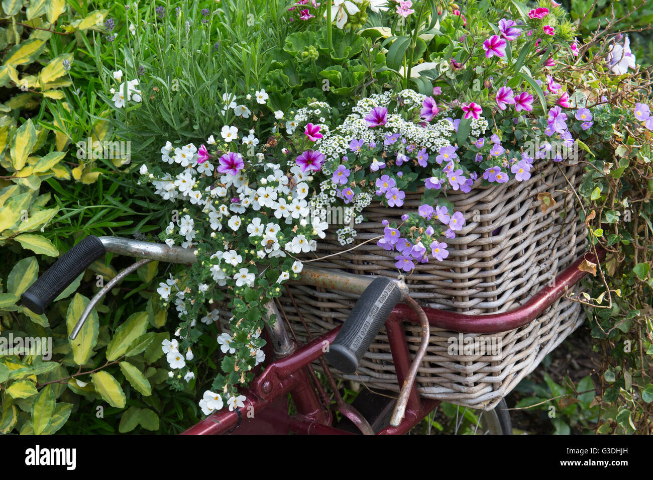 Vecchia bicicletta paniere pieno di fiori al di fuori della Old Swan public house, Minster Lovell, Oxfordshire, Inghilterra Foto Stock