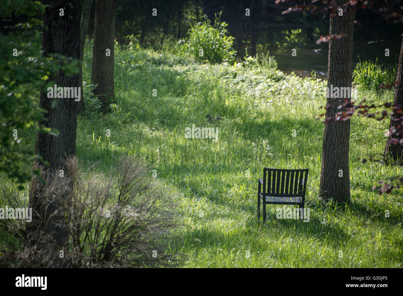 Sedia vuota nella solitudine dei boschi Foto Stock