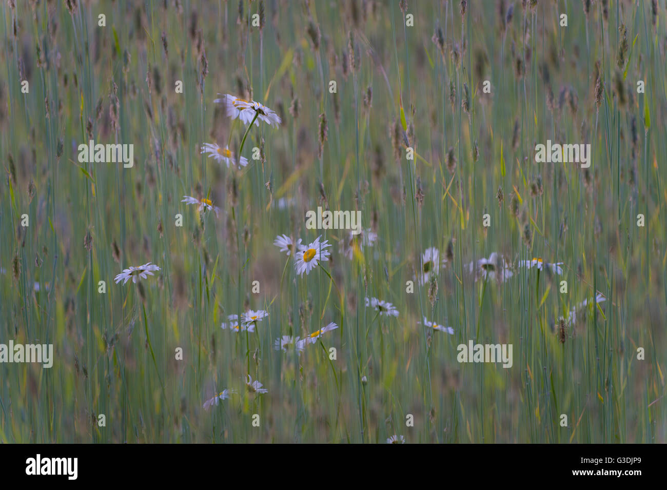 Wild pedane. In erba alta Foto Stock