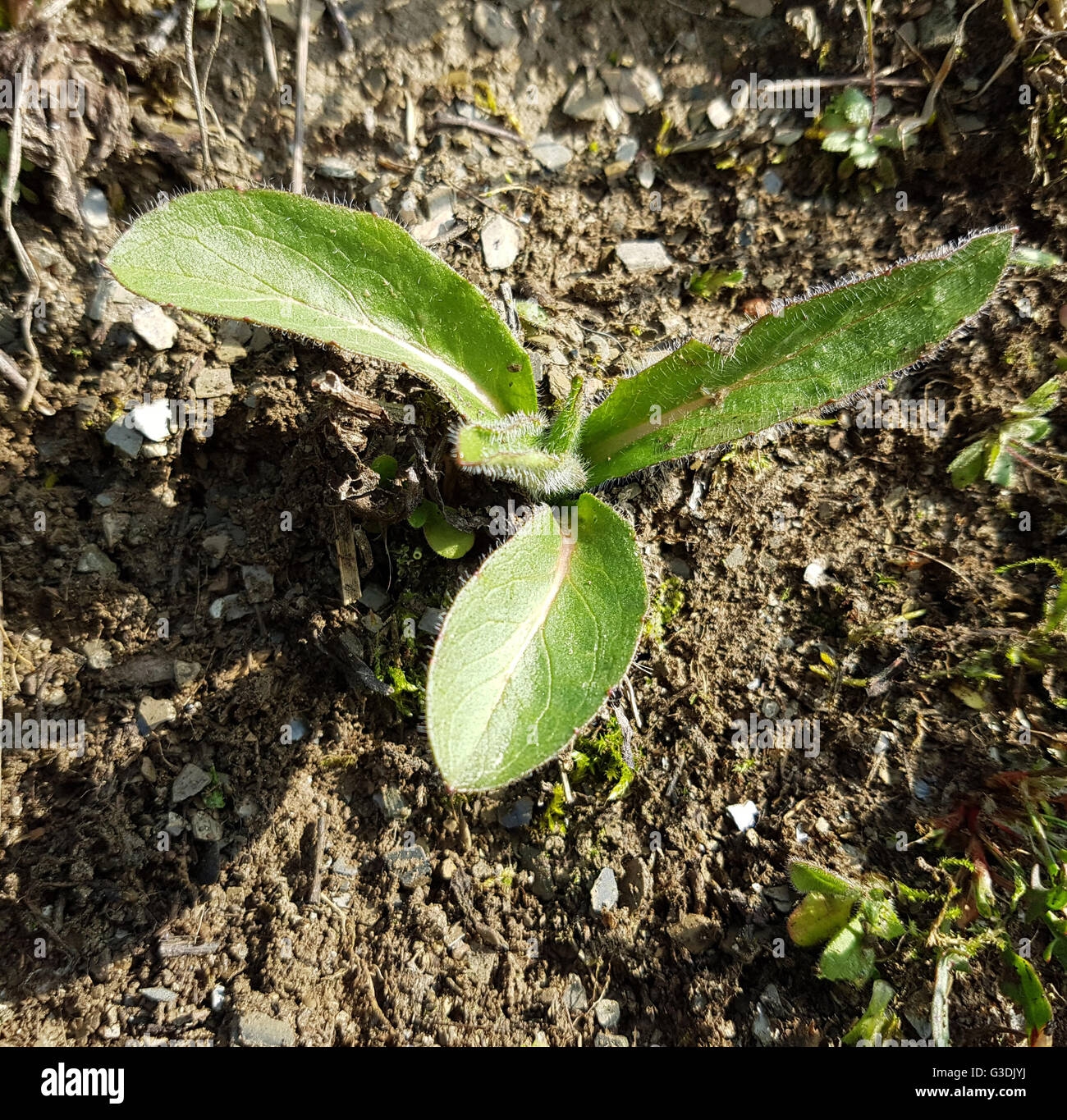 Habichtskraut, Hieracium; Jungpflanze Foto Stock