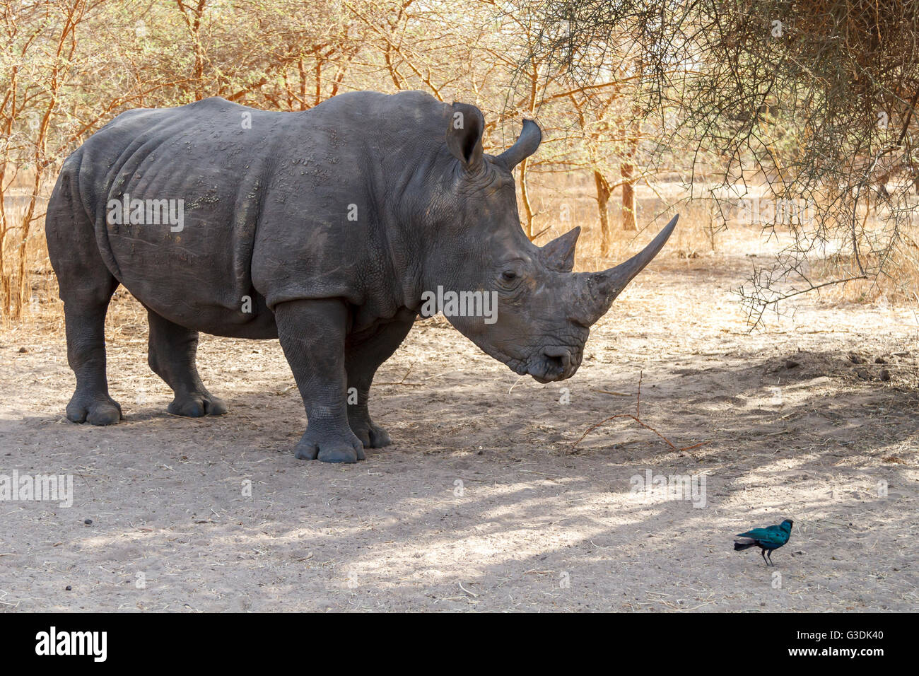 Wild rhino in Bandia parco nazionale in Africa. Foto Stock