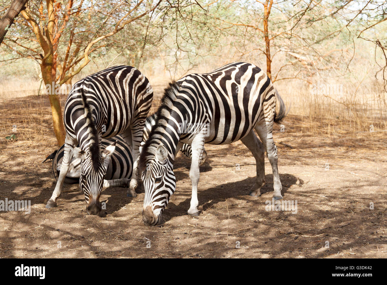 Zebre in Bandia riserva naturale in Senegal Foto Stock