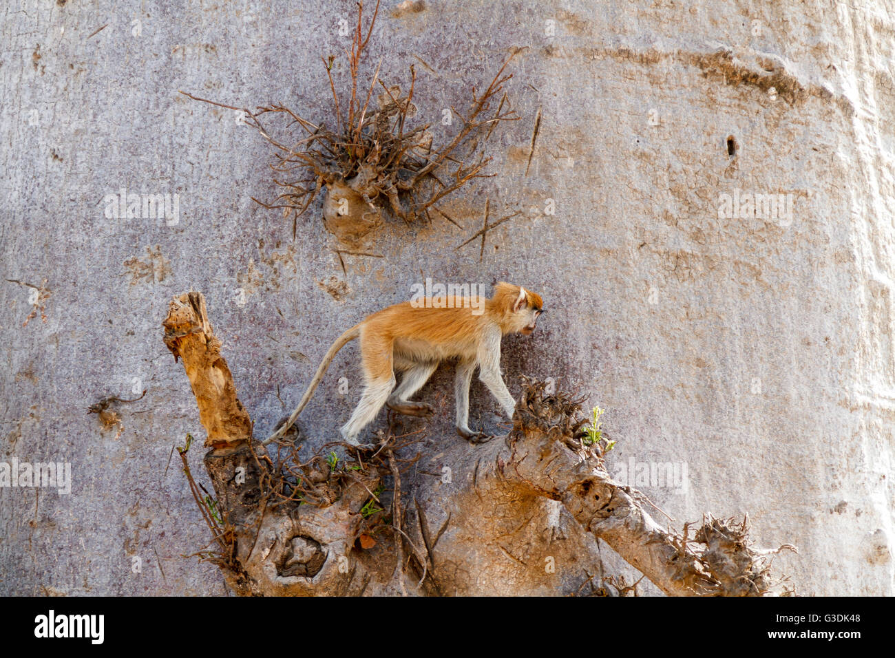 Patas monkey (Erythrocebus patas), o ussaro scimmia in una struttura ad albero di baobab in Senegal Foto Stock