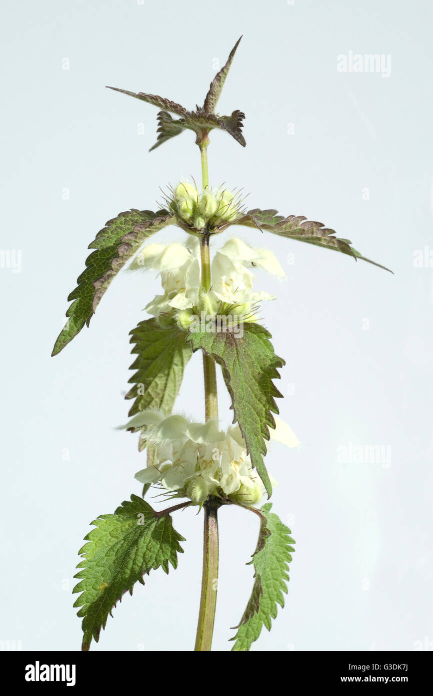 Weisse Taubnessel, Lamium alba, Heilpflanze Foto Stock