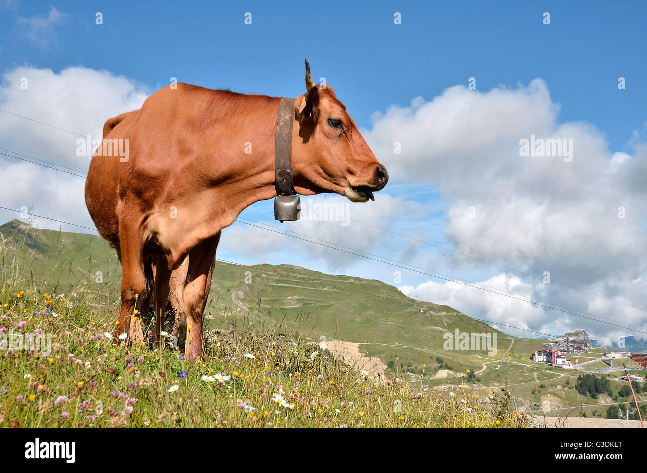 Mucca Tarine con campana collana nelle Alpi francesi nel dipartimento della Savoia a La Plagne Foto Stock
