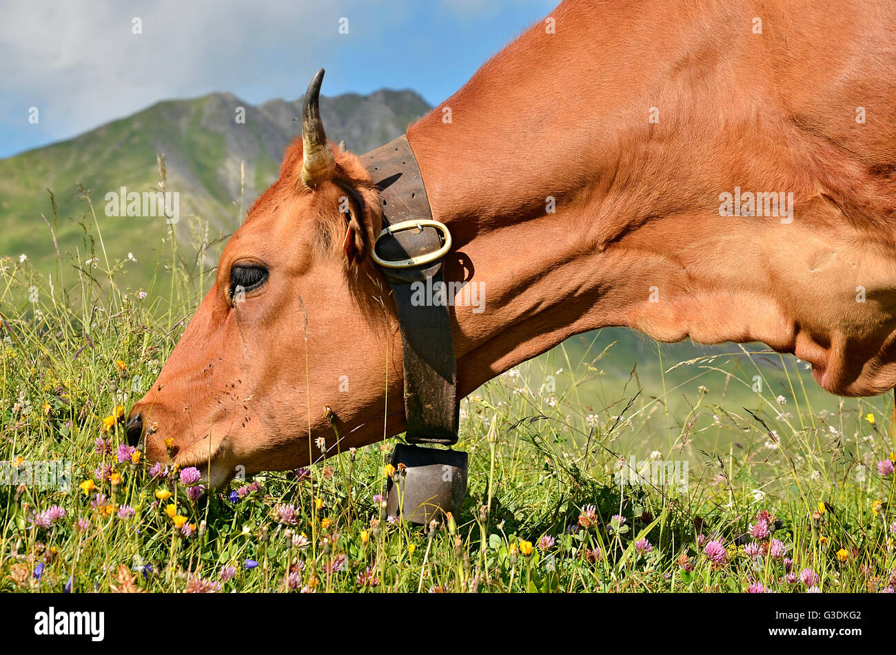 Ritratto di profilo pascolo Tarine con campana collana nelle Alpi francesi nel dipartimento della Savoia a La Plagne Foto Stock