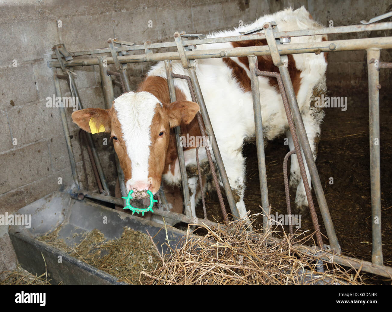 I giovani vitelli nella mangiatoia nella stalla Foto Stock
