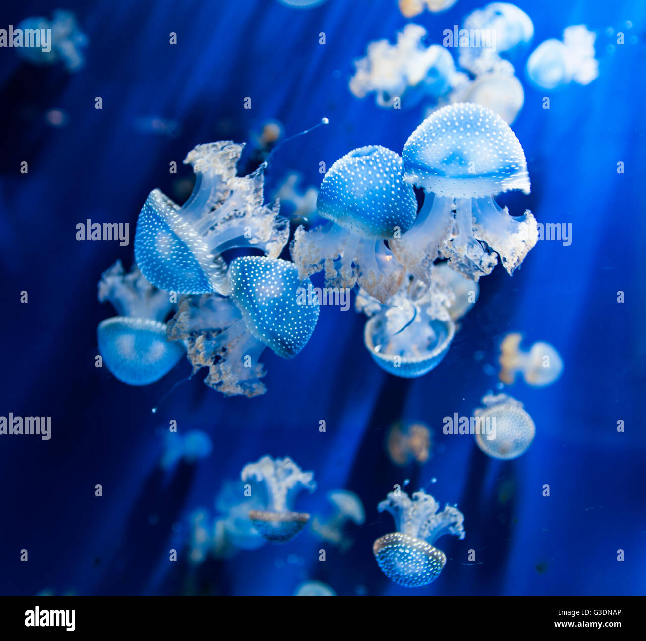 Primo piano della Medusa (Phyllorhiza punctata) nell'acqua Foto Stock