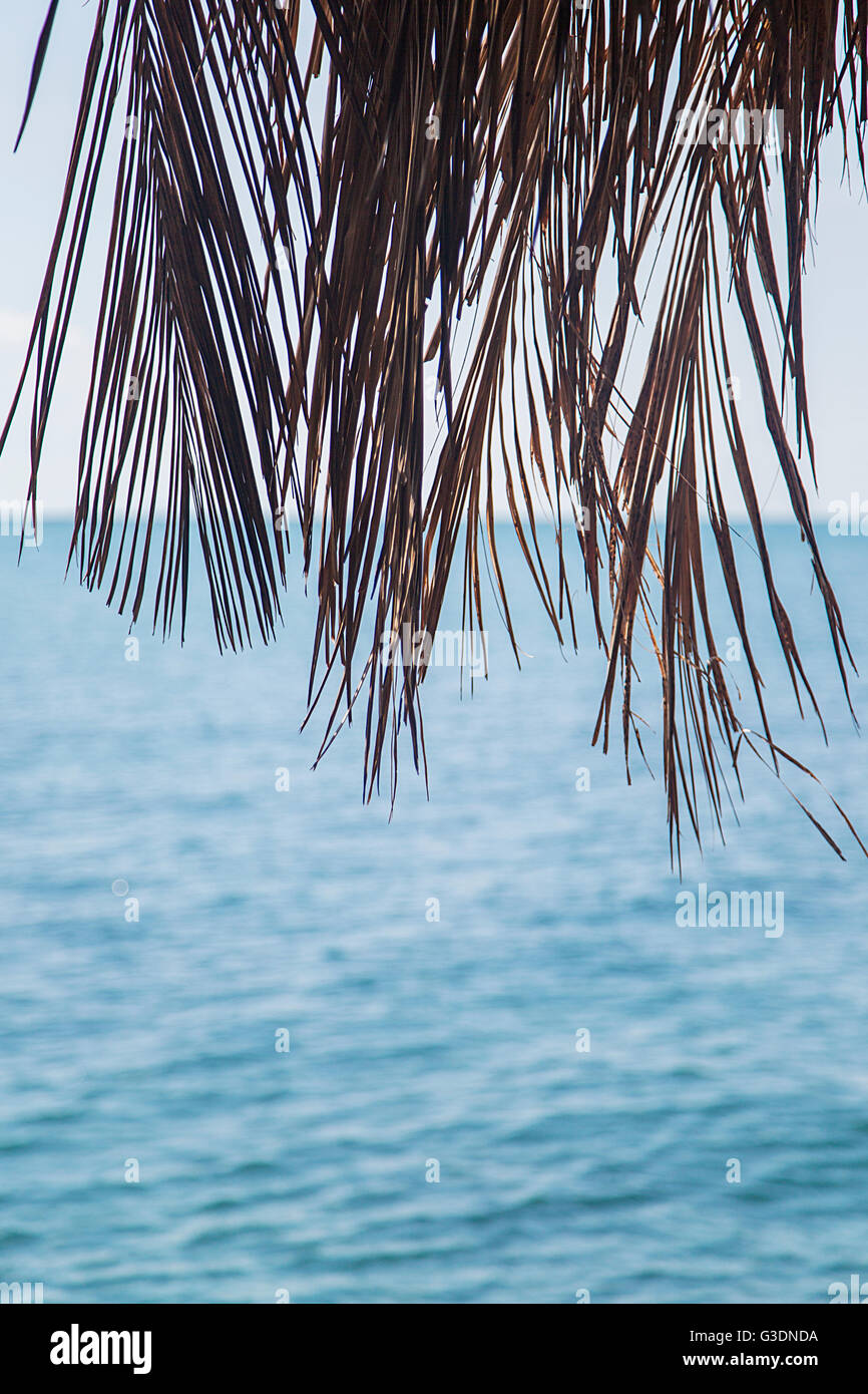 Vista delle palme sulla spiaggia Foto Stock