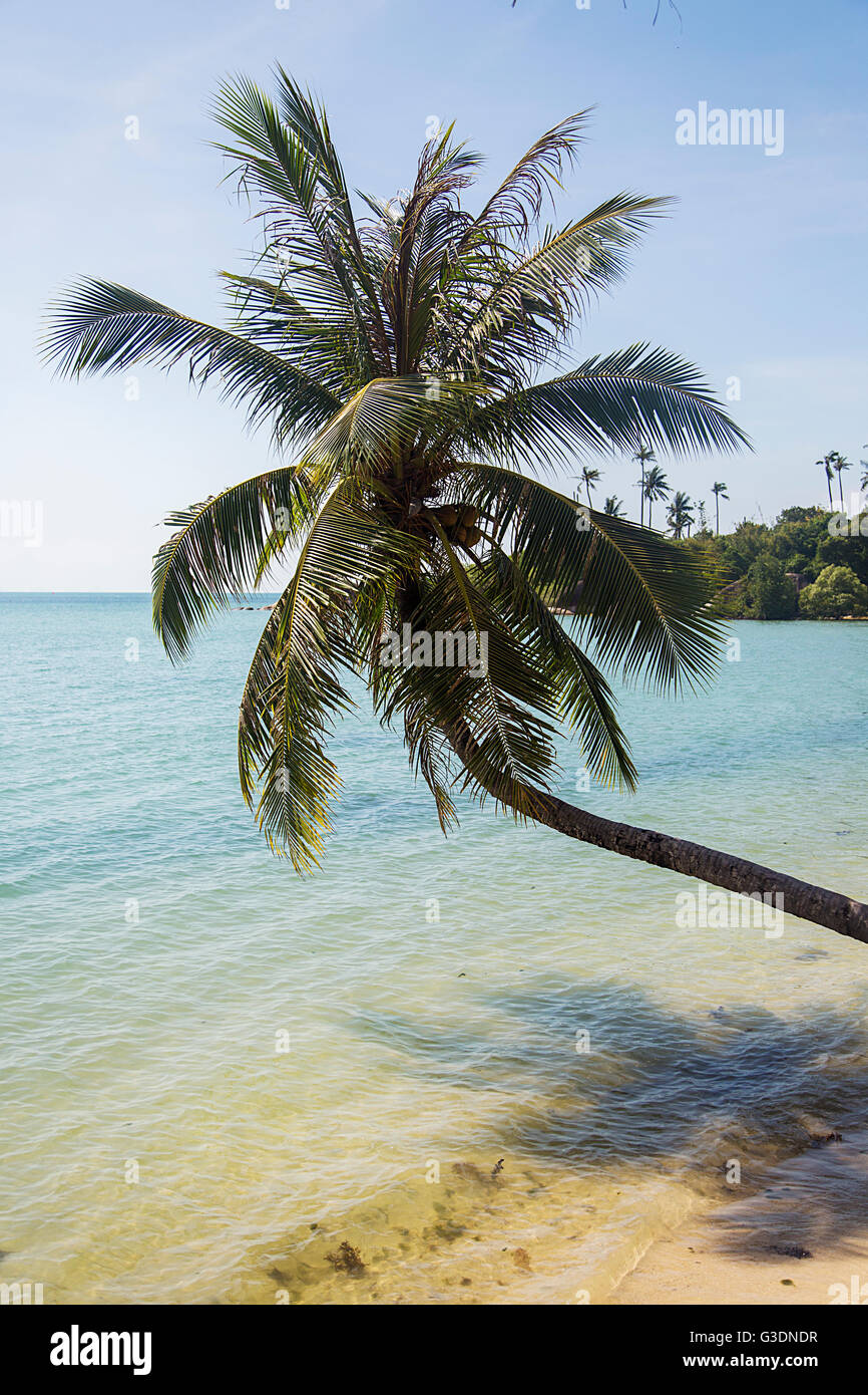 Vista delle palme sulla spiaggia Foto Stock