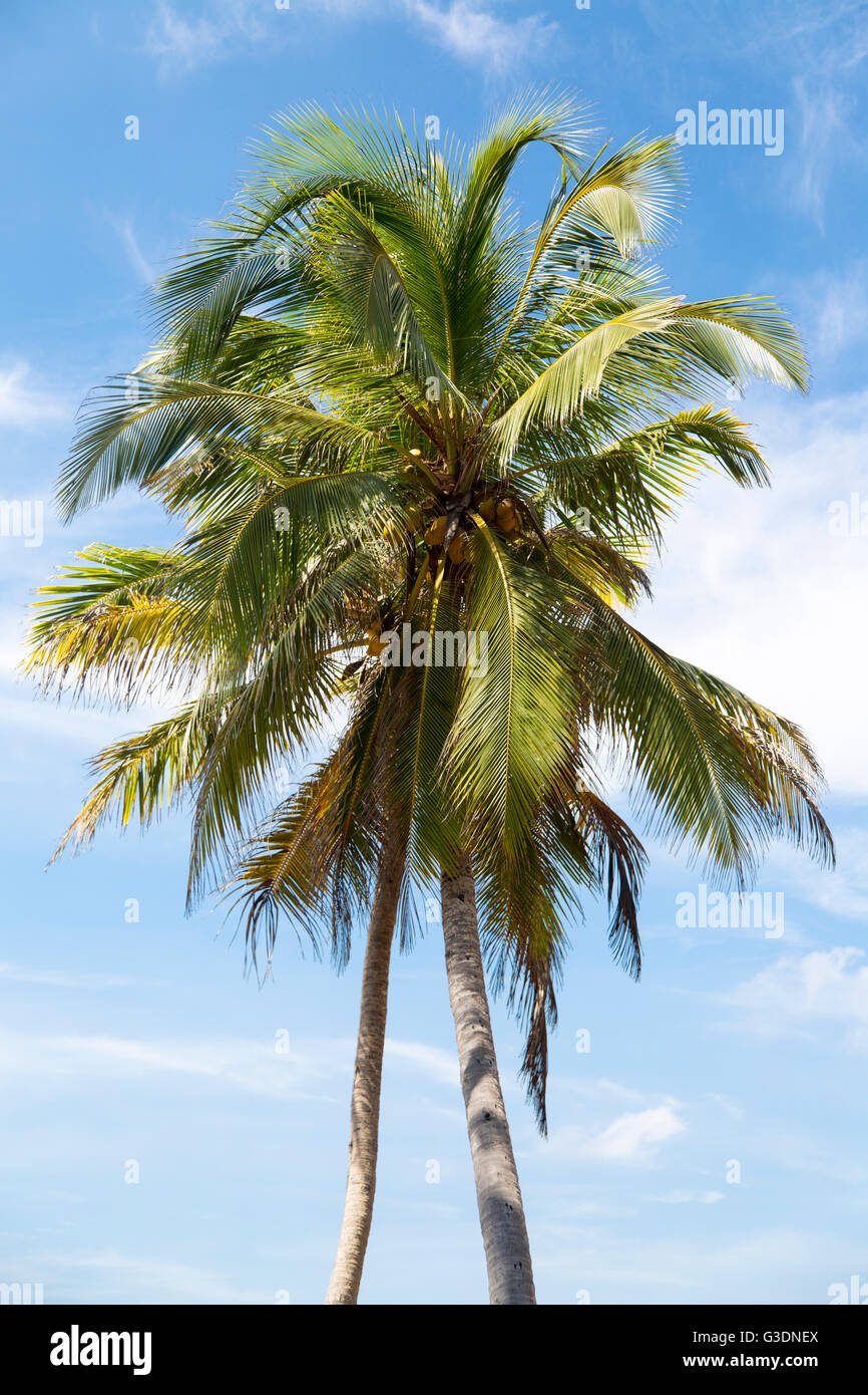 Vista delle palme sulla spiaggia Foto Stock