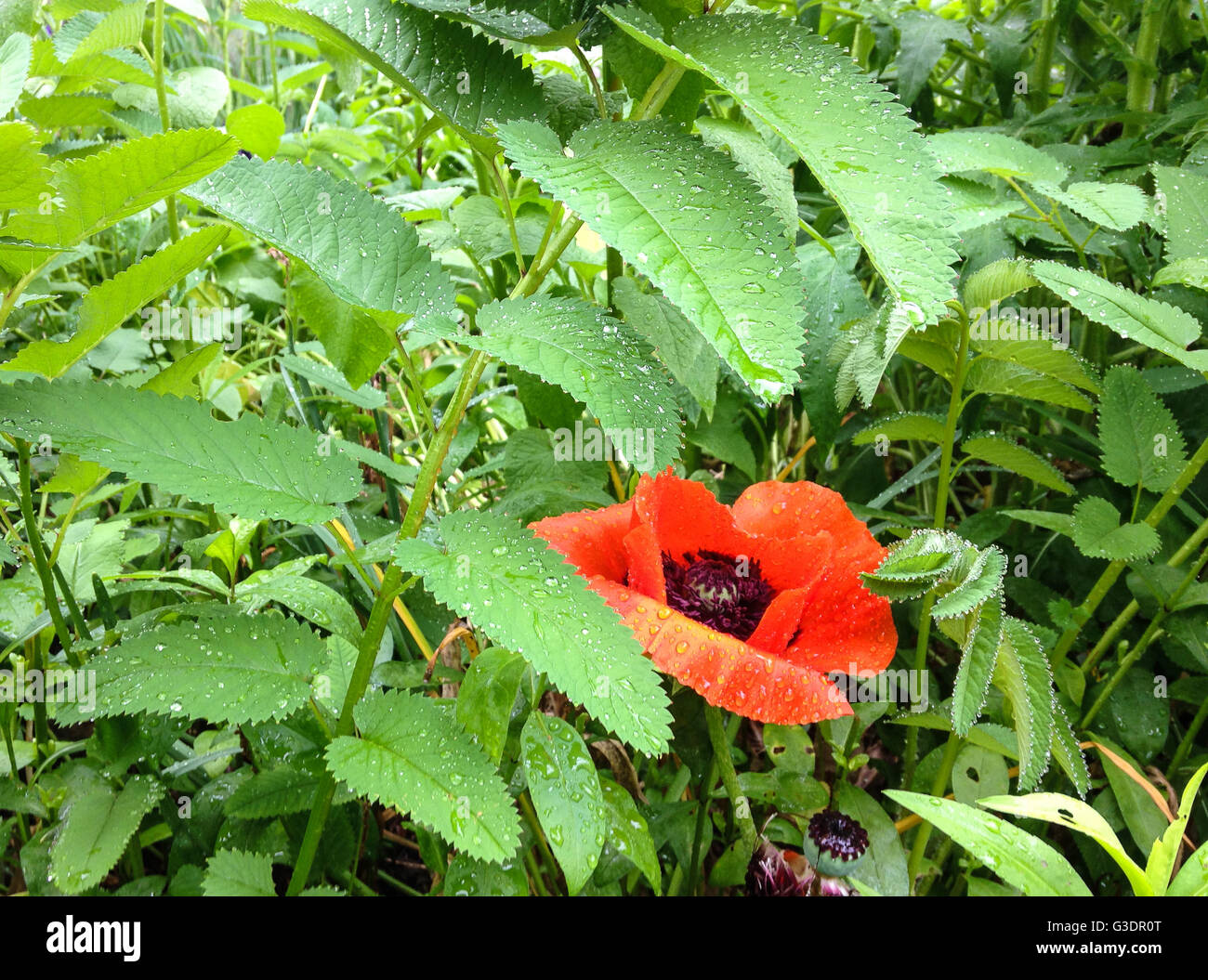 Papavero rosso fiore di una piovosa mattinata Foto Stock