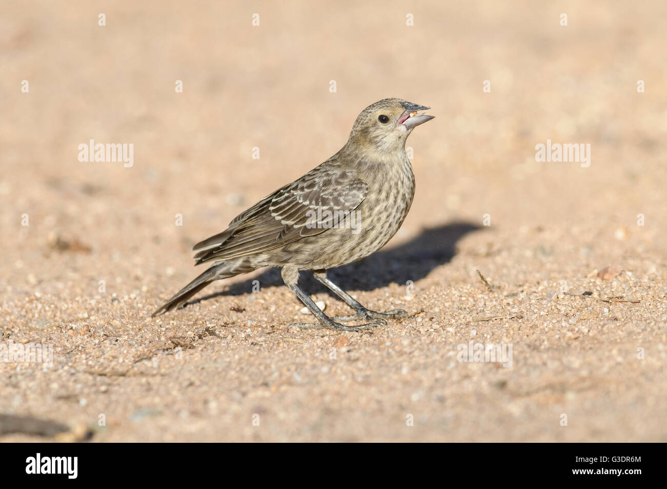 Casa femmina Finch, Haemorhous mexicanus, Green Valley, Arizona Foto Stock