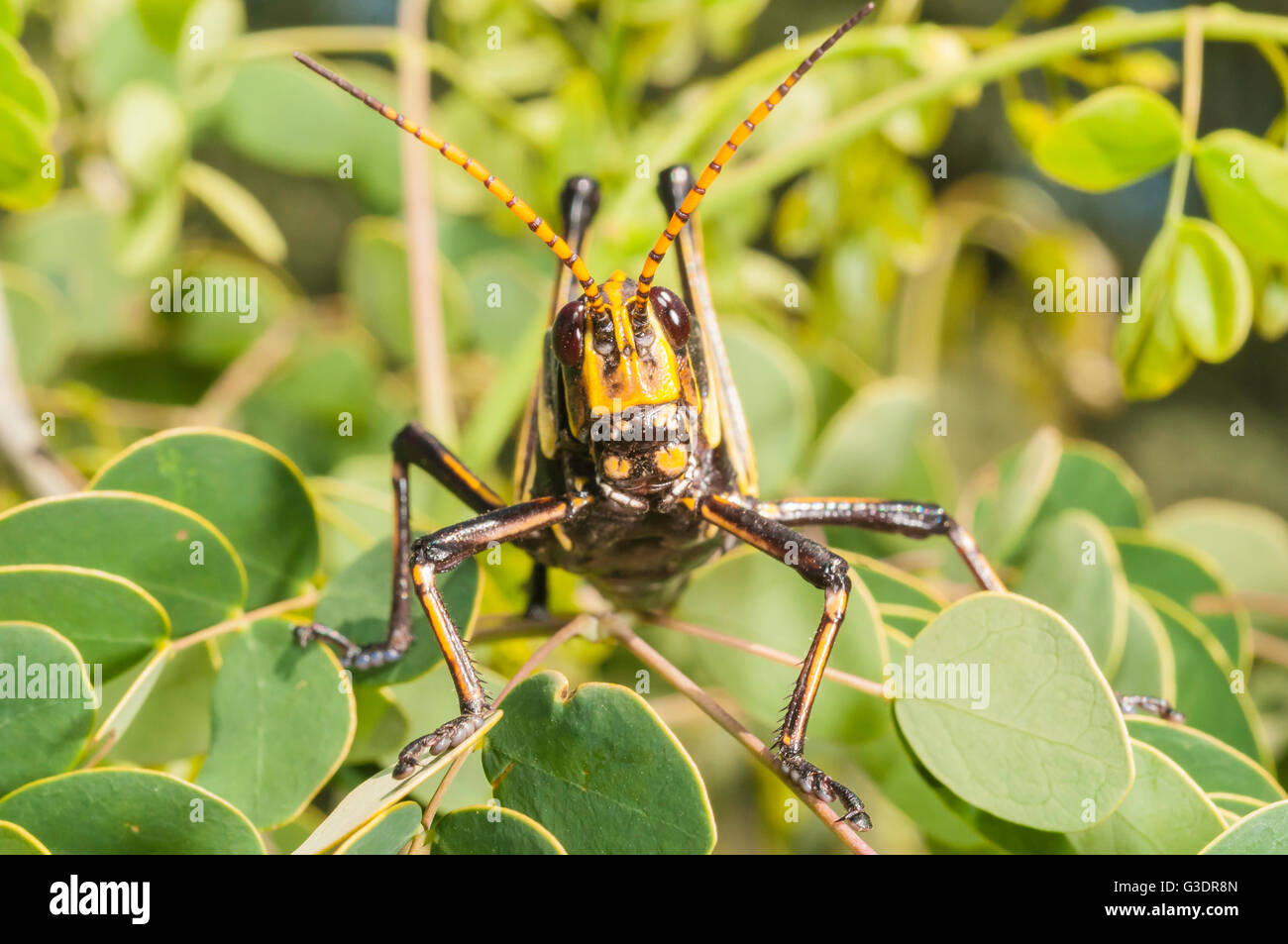 Cavallo Western gomma Grasshopper, Taeniopoda eques, Green Valley, Arizona, Stati Uniti; nativo a SW degli Stati Uniti e del Messico settentrionale Foto Stock