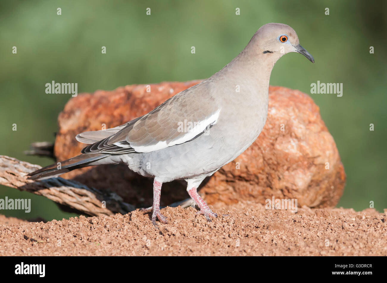 Bianco-winged Colomba, Zenaida asiatica, Green Valley, Arizona, Stati Uniti d'America Foto Stock