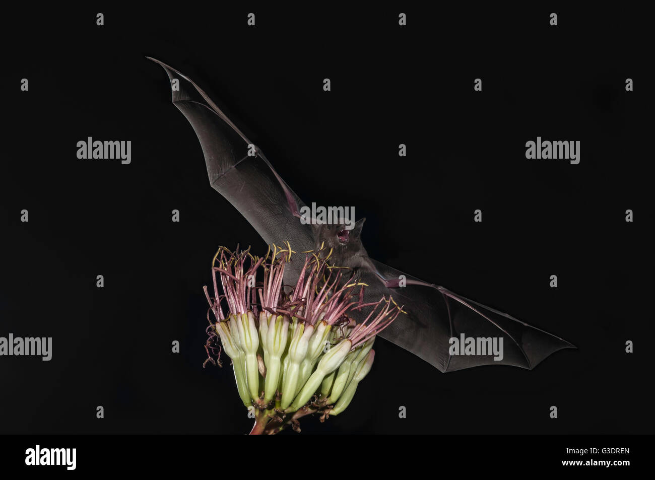 Minore a becco lungo, bat Leptonycteris yerbabuenae (curasoae), si nutrono di agave fiorisce, Green Valley, Arizona, Stati Uniti d'America Foto Stock