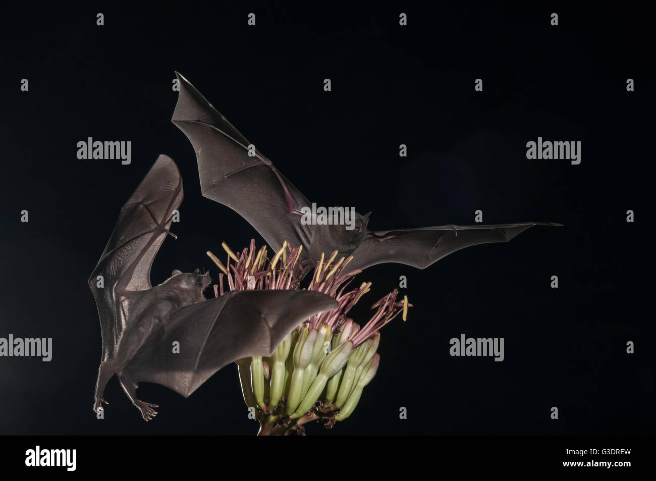 Minore a becco lungo, bat Leptonycteris yerbabuenae (curasoae), si nutrono di agave fiorisce, Green Valley, Arizona, Stati Uniti d'America Foto Stock