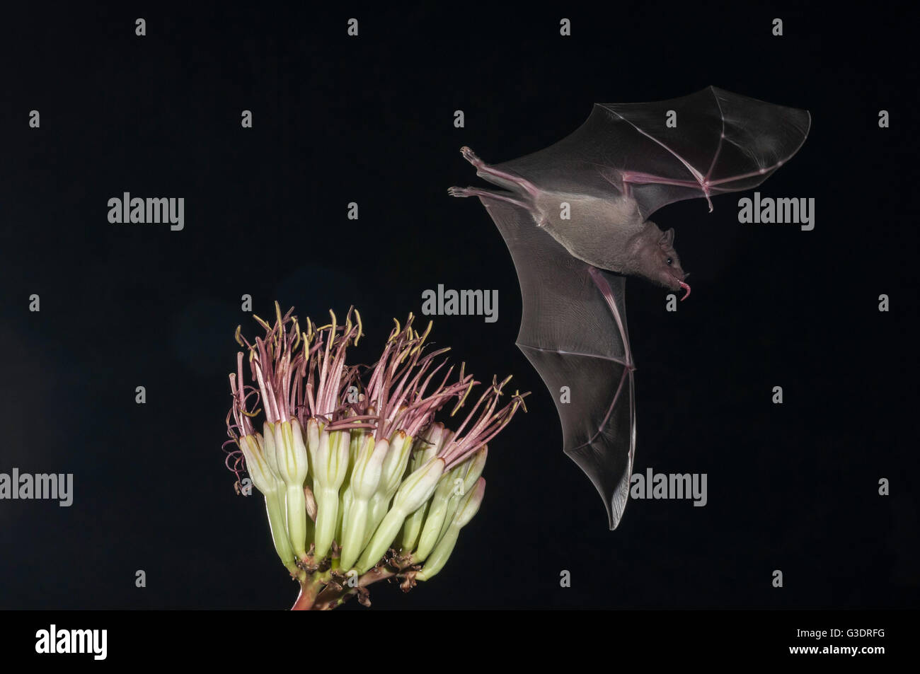 Minore a becco lungo, bat Leptonycteris yerbabuenae (curasoae), si nutrono di agave fiorisce, Green Valley, Arizona, Stati Uniti d'America Foto Stock