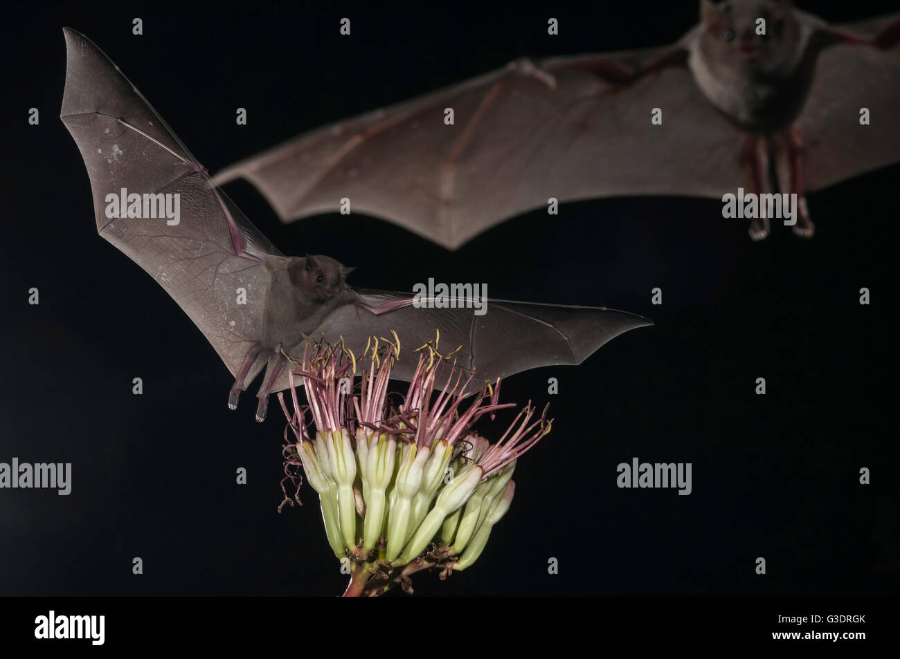 Minore a becco lungo, bat Leptonycteris yerbabuenae (curasoae), si nutrono di agave fiorisce, Green Valley, Arizona, Stati Uniti d'America Foto Stock