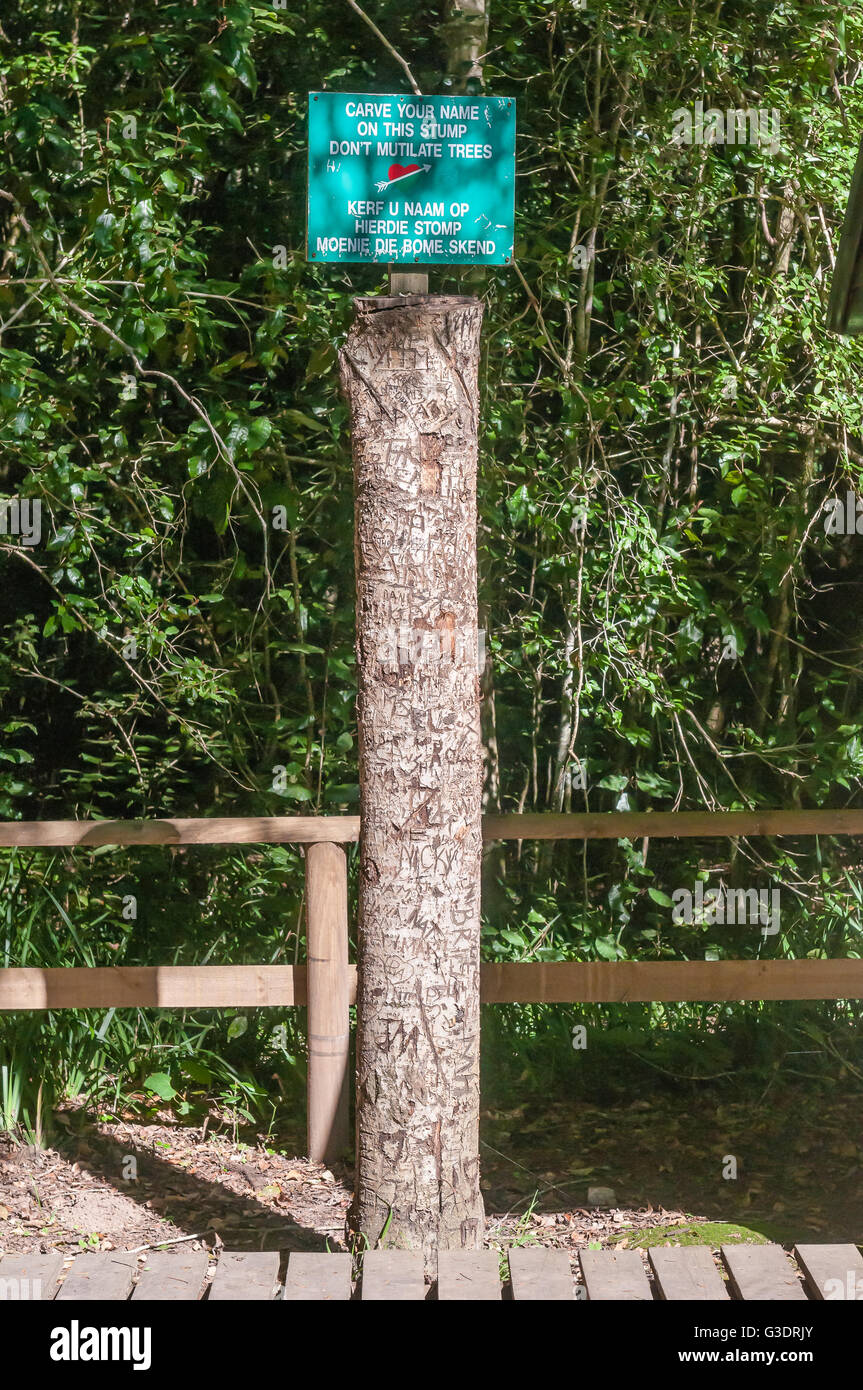 KNYSNA, SUD AFRICA - 5 Marzo 2016: un ceppo di albero nella foresta di Knysna piantati per intagliatura di nomi al posto di alberi Foto Stock